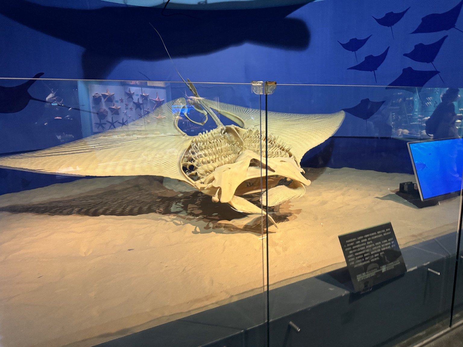 ayue0928.lens Lens social identity (.lens handle) PFP