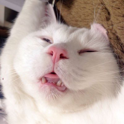 firefly-account-banner