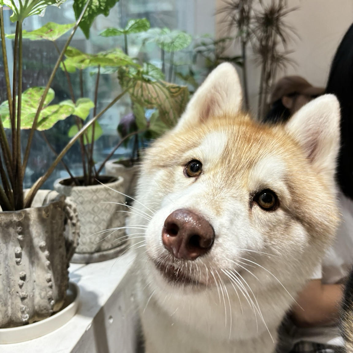 firefly-account-banner