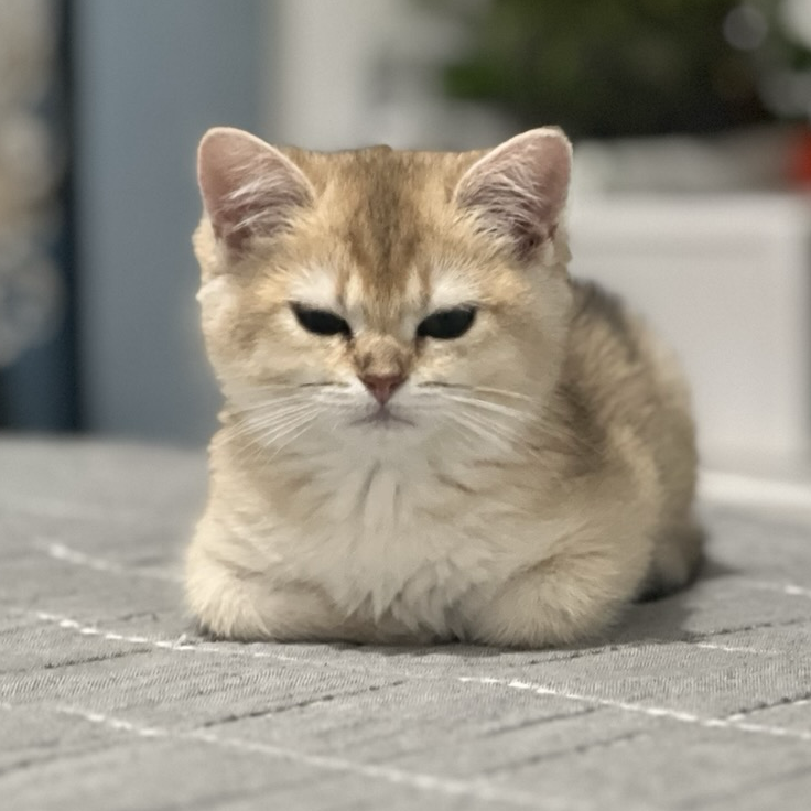 firefly-account-banner