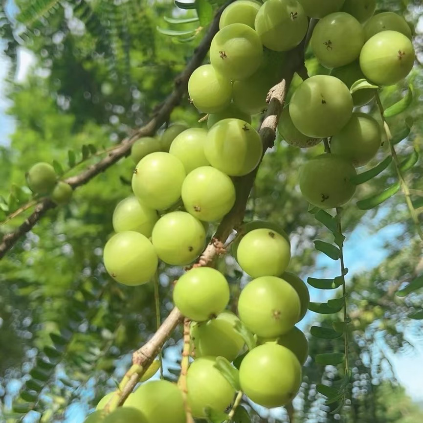 firefly-account-banner