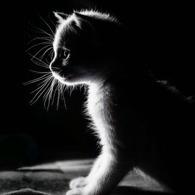 firefly-account-banner