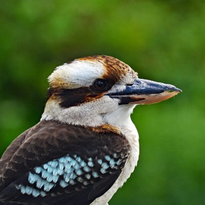 firefly-account-banner