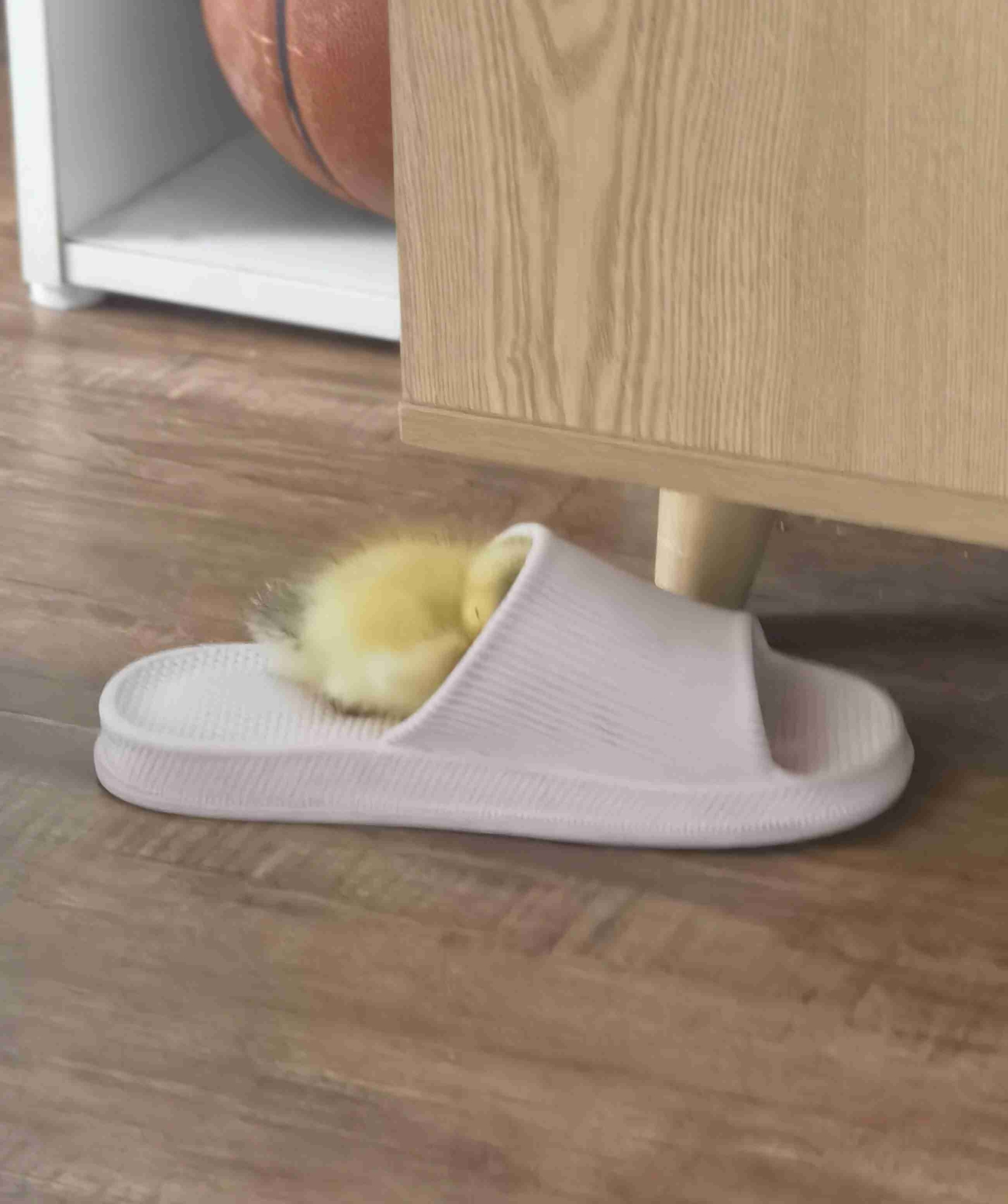 firefly-account-banner