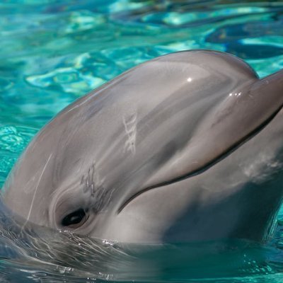 firefly-account-banner