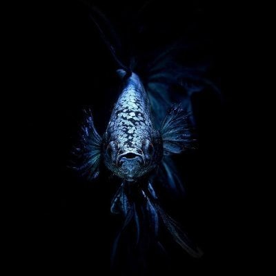 firefly-account-banner