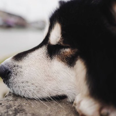 firefly-account-banner