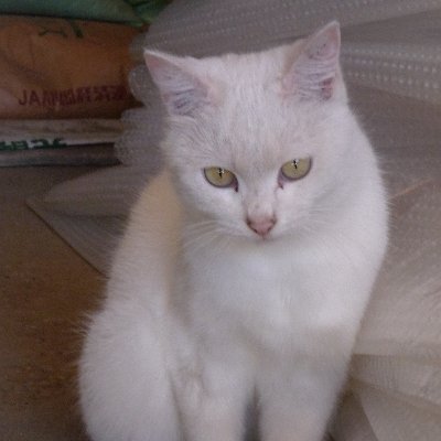 firefly-account-banner