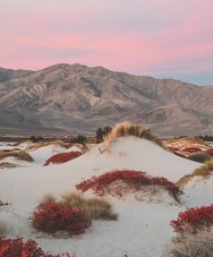 firefly-account-banner